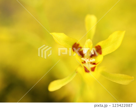 可憐な花 123422087