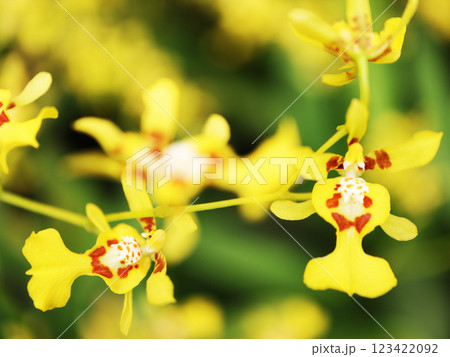 黄色い花 黄色い花 123422092