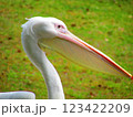 ペリカンの横顔 123422209