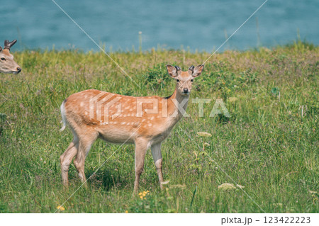海岸で出会ったエゾシカ 123422223