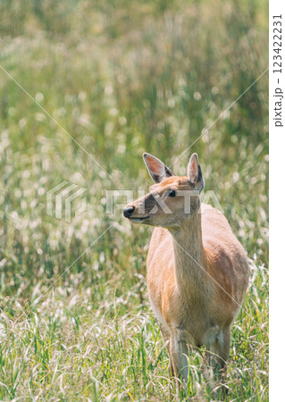 草原で休む鹿 123422231