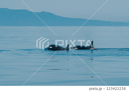 海を泳ぐシャチ 海を泳ぐシャチ 123422238