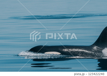 海を泳ぐシャチ 123422240