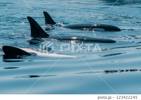 海面からジャンプするシャチ 123422245