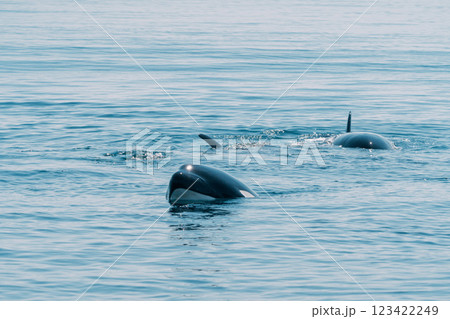 海から顔を出すシャチ 123422249