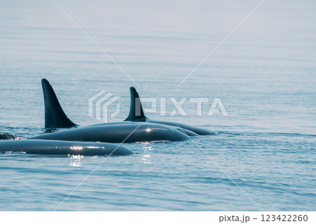 海を泳ぐシャチ 123422260