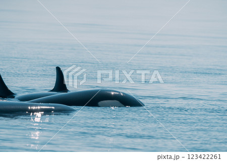 水面から顔を出すシャチ 水面から顔を出すシャチ 123422261