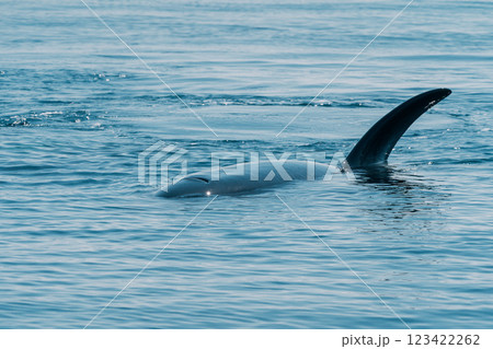 野生のシャチ 123422262