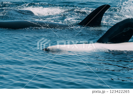 ジャンプするシャチ ジャンプするシャチ 123422265