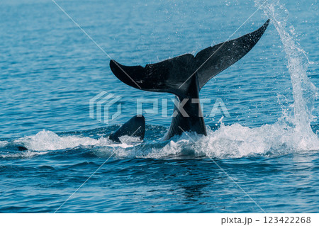 尾びれを上げるザトウクジラ 尾びれを上げるザトウクジラ 123422268