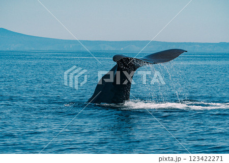尾びれを上げるザトウクジラ 123422271