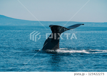 海を泳ぐザトウクジラ 123422273