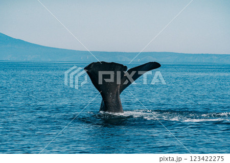 尾びれを上げるザトウクジラ 尾びれを上げるザトウクジラ 123422275
