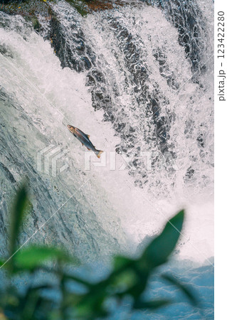 遡上するシャケ 123422280