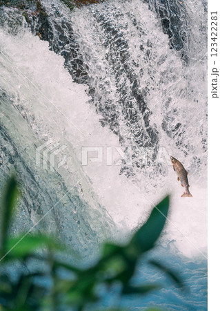 遡上するシャケ 遡上するシャケ 123422281