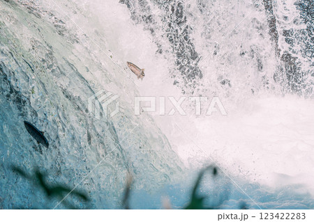 遡上するシャケ 123422283