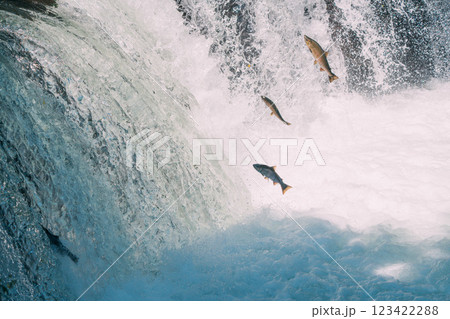 遡上するシャケ 遡上するシャケ 123422288