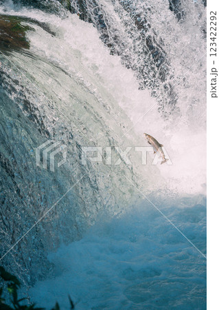 遡上するシャケ 遡上するシャケ 123422292