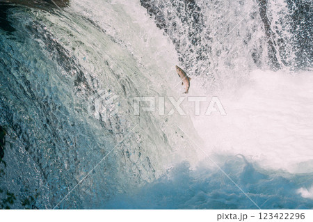 遡上するシャケ 123422296