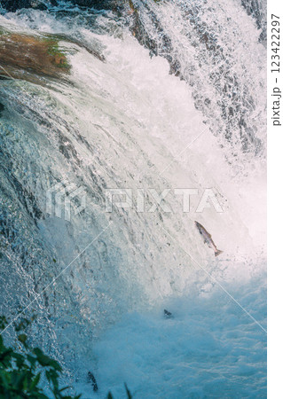 遡上するシャケ 遡上するシャケ 123422297