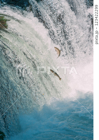 遡上するシャケ 123422299