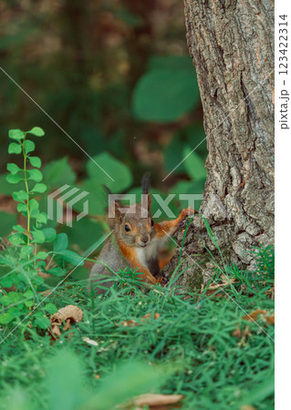 木に登るエゾリス 123422314