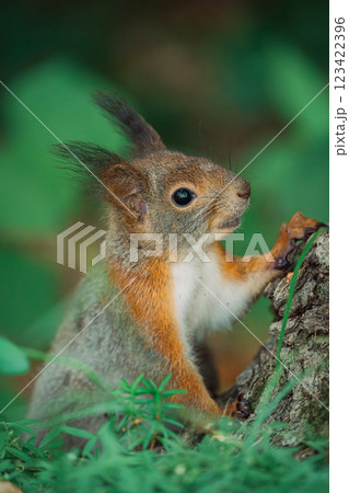 木の上でクルミを食べるエゾリス 123422396