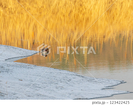 水辺で休むヒドリガモ 123422425