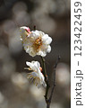 plum blossoms 123422459