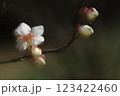 plum blossoms 123422460