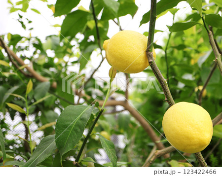 木に実ったレモン 123422466