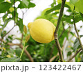 木になるレモン 123422467