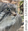 マヌルネコ 123422627