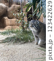 マヌルネコ 123422629
