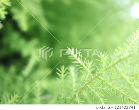 爽やかな新緑イメージ素材 123422741
