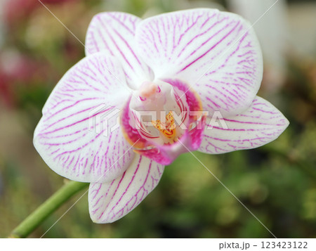 ピンク色の花びらが美しい胡蝶蘭 ピンク色の花びらが美しい胡蝶蘭 123423122