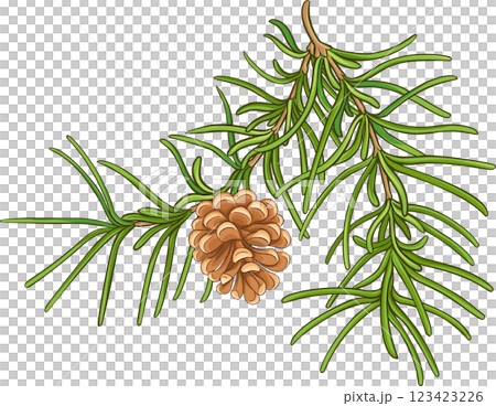 Pine  Branch with  Cones and Needles Colored Detailed Illustration 123423226