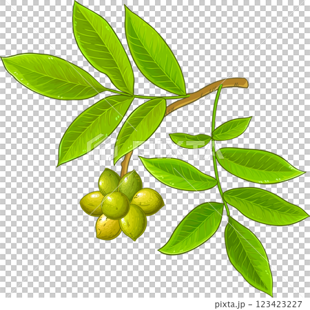Ylang Ylang Branch with Fruits and Leaves Colored Detailed Illustration. Essential oil ingredient for cosmetics, spa, aromatherapy, health care.  123423227