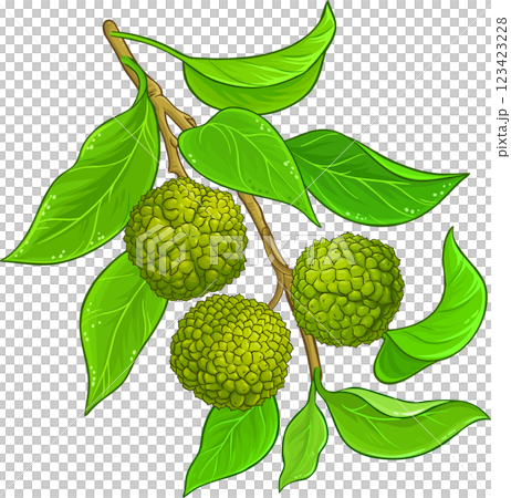 Calodendrum Branch  Colored Detailed Illustration 123423228