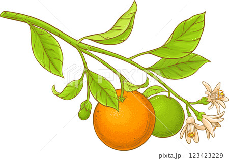 Orange Branch Colored Detailed Illustration Orange Branch Colored Detailed Illustration 123423229