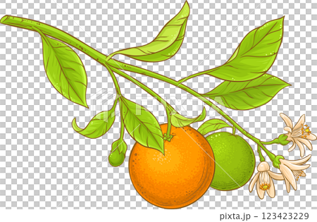 Orange Branch  Colored Detailed Illustration 123423229