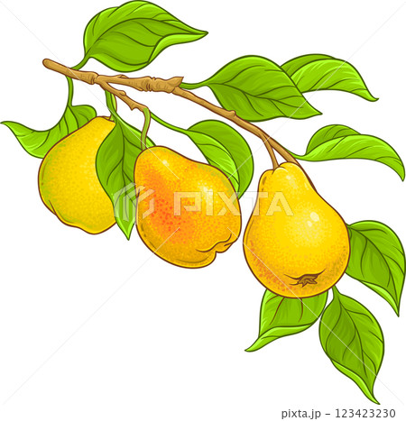 Pear Branch with Fruits and Leaves Colored Detailed Illustration. Organic natural nutritional healthy food ingredient, vegetarian diet product. Pear Branch with Fruits and Leaves Colored Detailed Illustration. Organic natural nutritional healthy food ingredient, vegetarian diet product. 123423230