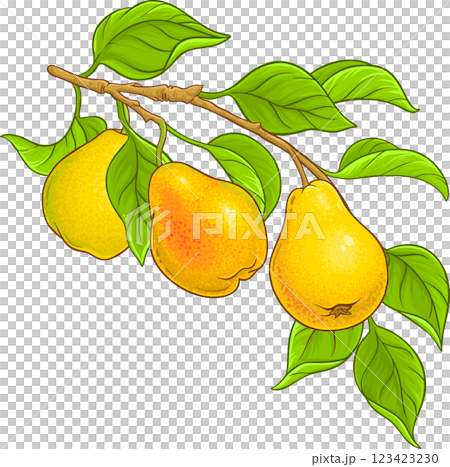Pear Branch with Fruits and Leaves Colored Detailed Illustration. Organic natural nutritional healthy food ingredient, vegetarian diet product. Pear Branch with Fruits and Leaves Colored Detailed Illustration. Organic natural nutritional healthy food ingredient, vegetarian diet product. 123423230