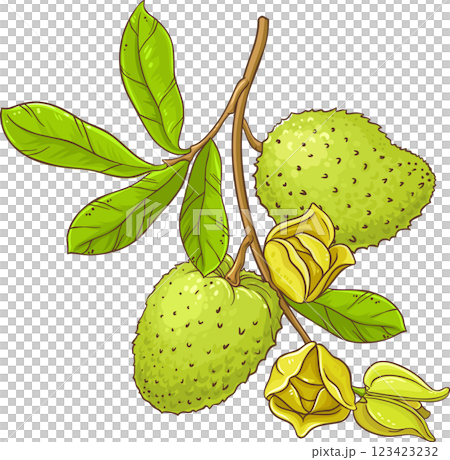 Soursop Branch with Flowers, Fruits and Leaves Colored Detailed Illustration. 123423232