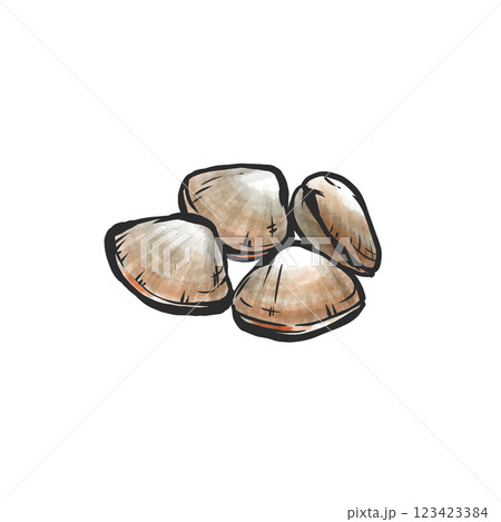 バカガイの手描き筆絵風イラスト 123423384