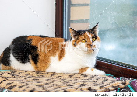 A calico cat on a leopard print blanket by a window A calico cat on a leopard print blanket by a window 123423422