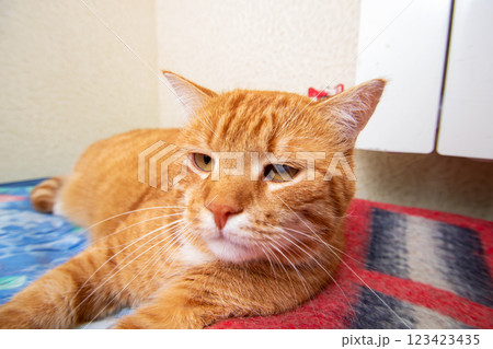 An orange and white cat is comfortably laying on the floor An orange and white cat is comfortably laying on the floor 123423435