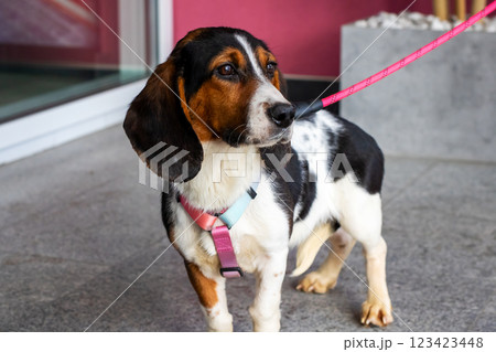 A cute brown and white dog is walking on a pink leash today 123423448