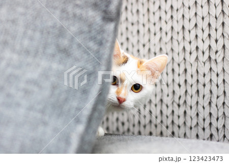 A white and orange cat peeks out from behind knitted fabric 123423473