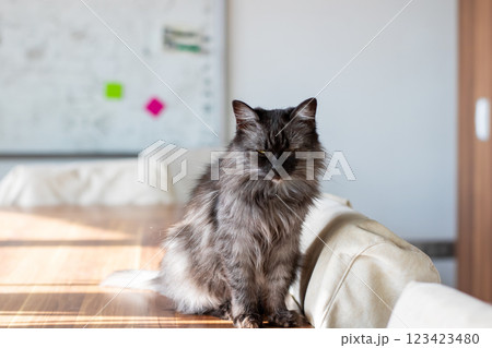 A cat is comfortably sitting on a wooden table with its eyes closed 123423480